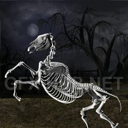 Skeleton Horse Poses