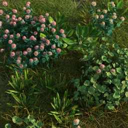 The (Im)Perfect Lawn II- Essential Grassland Weeds