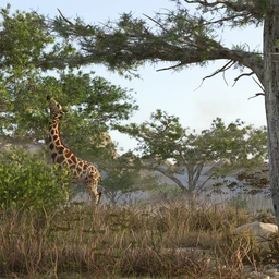 Tropical Acacia Trees