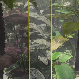 Tropical Foliage Plants- Colcassia