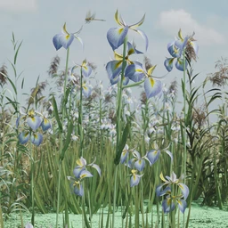 Water Iris – High Res Flowering Plants