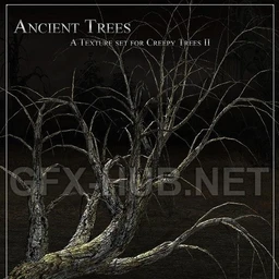 Ancient Trees