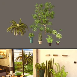 Cecilia House Plants