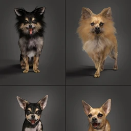 Chihuahua for Daz Dog 8 Penelope and Zorro Add-on