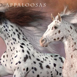 CWRW Leopard Appaloosas for the HiveWire Horse