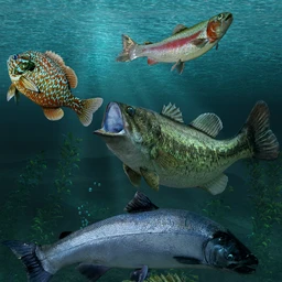 Freshwater Game Fish