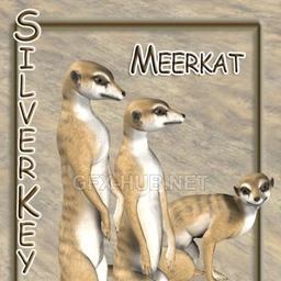 Meerkat