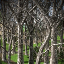 Shades of Life – Bark Booster