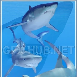 Shark Attack! Pack 2