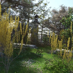 Spring Flowering Shrubs – Golden Forsythia
