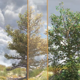 The Greenwood Vol 1 Sycamore Trees