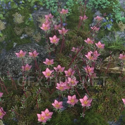 Tiny Plants – Mossy Saxifrage