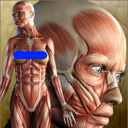 Victoria 4 Muscle Maps