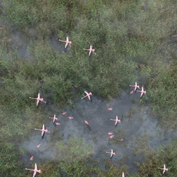 Wetlands Low Res Plants for Vol 1 – Reedbeds