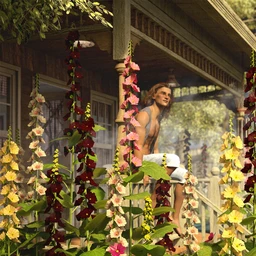 Cottage Garden Flowers – Hollyhocks