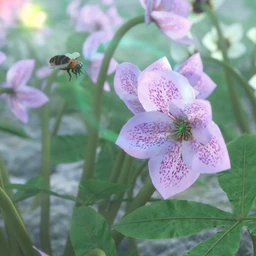 Garden Plants – Helleborus orientalis Christmas Rose Flowers