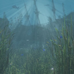 Just Beachy – Seagrass Underwater Meadows