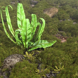 Tiny Plants vol 2 – Moss