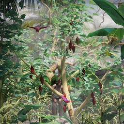 Tropical Plants – Edible Exotics