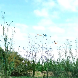 Variety of Beautiful Plants