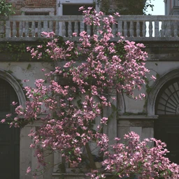 Magnificent Magnolia Trees