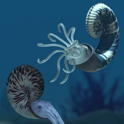 Oso Ammonoids