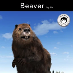 Beaver by AM