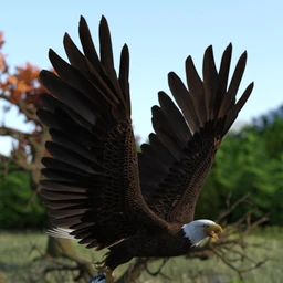 Deepsea’s Eagle Poses and Fish