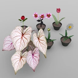 Plants Set 2 for DAZ Studio