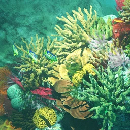 v176 Iray Coral Reef