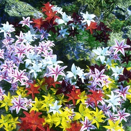 Garden Flowers – Asiatic Lilies