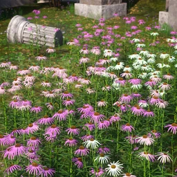Garden Flowers – Cone Flowers