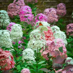 Garden Plants – Summer Border Collection