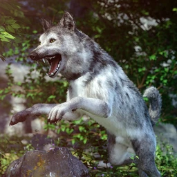 Grey Wolf for Daz Dog 8