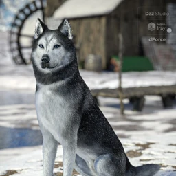 Husky for Daz Dog 8