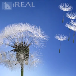 iREAL Animated Dandelion