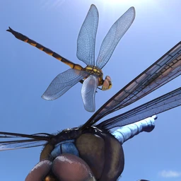 Meshworkz Dragonfly