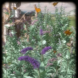 Buddleia – Butterfly Bushes