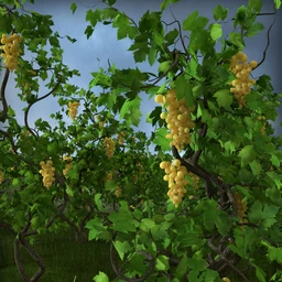 Grapevines