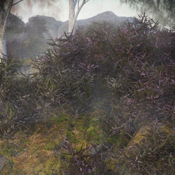 Heather – Heath and Moorland Plants for Daz Studio