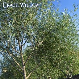Predatron Crack Willow Trees