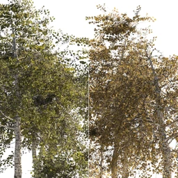 v176 Iray Birch Trees