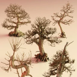 5 Dead Bonsai Trees Volume 2