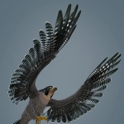 Peregrine Falcon for Deepsea’s Eagle