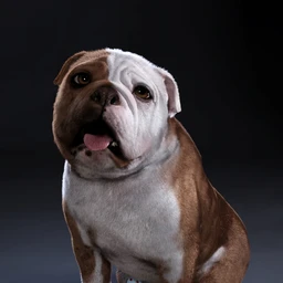 Baxter the English Bulldog for Dog 8