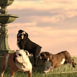 Bulldog Poses For English Bulldog