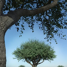 Hybrid Trees – Pruned