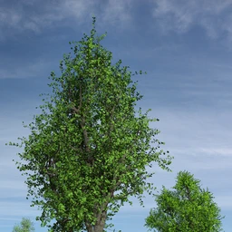 Hybrid Trees Collection