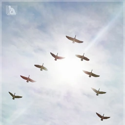 iREAL Animated Flocks of Birds