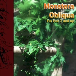 Monstera Obliqua – Jungle Plants for Vue